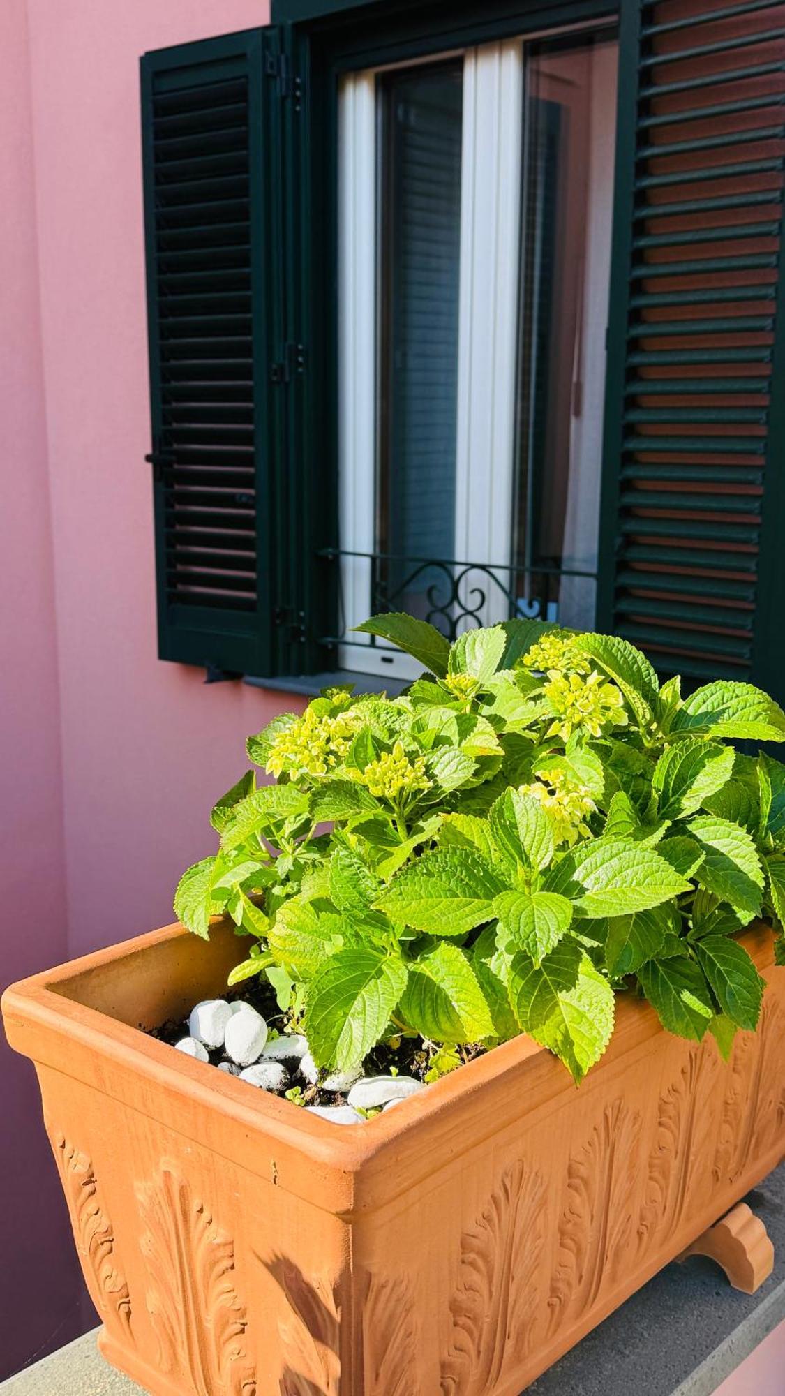 La Maison Rose Maiori Eksteriør billede
